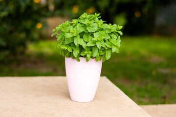 bush of peppermint in a pink pot on a natural background