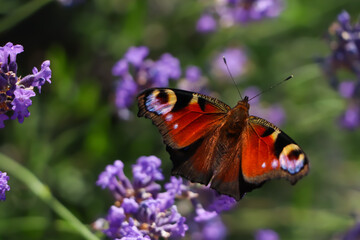 Beautiful butterfly in lavender field on summer day, closeup