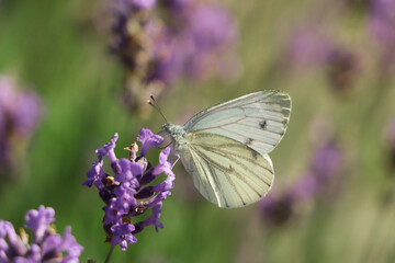 Beautiful butterfly in lavender field on sunny day, closeup