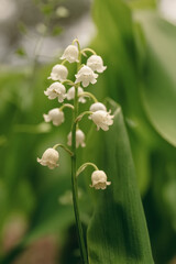 Beautiful lily of the valley flower growing in garden, closeup