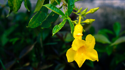 Allamanda cathartica, yellow flowering plant on natural light.