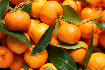 Fresh ripe tangerines with leaves as background, top view. Citrus fruit