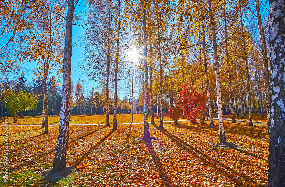 Poster The white trunks of birch trees in autumn park