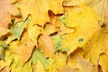 Beautiful golden autumn leaves as background, top view