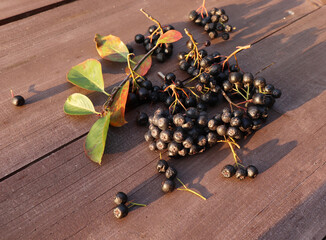 Aronia berry, commonly known as black-fruited mountain ash, with leaves on a wooden background. Freshly picked berries of homemade Aronia are on the table.
