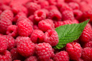 Many fresh ripe raspberries and green leaf as background, closeup