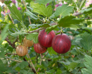 Ripe gooseberries on a branch of a gooseberry bush in the garden. Close-up