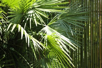 Beautiful tropical plant with green leaves near bamboo fence outdoors