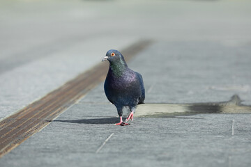 Beautiful grey dove outdoors on sunny day