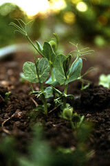 Young peas seedling in fertile soil. Gardening time