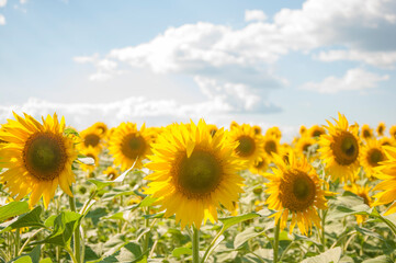 field of sunflowers and blue sun sky