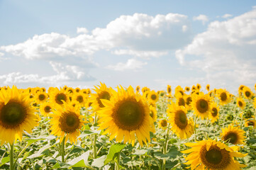 field of sunflowers and blue sun sky