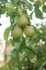 Ripe pears are hanging on the branch