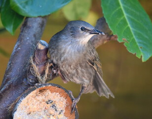 Starling fledgling
