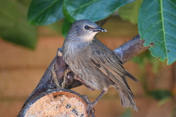 Starling fledgling