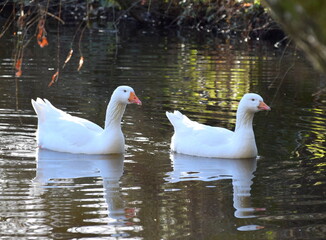 White Geese