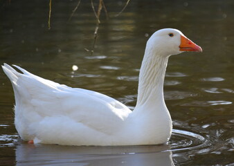 White Geese