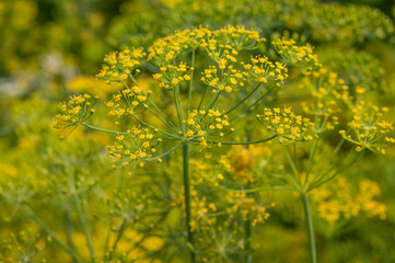 Macrophotography of dill flowers. Dill (Latin Anethum) is a monotypic genus of short—lived annual herbaceous plants of the Umbrella family