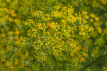 Obraz premium Macrophotography of dill flowers. Dill (Latin Anethum) is a monotypic genus of short—lived annual herbaceous plants of the Umbrella family