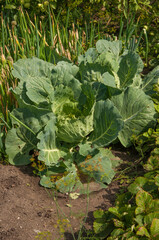 Naklejka premium Background of cabbage leaves. Dew drops on a leaf of cabbage. Green juicy color of the plant. big fresh white cabbage