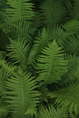 Naklejka na ściany i meble Beautiful fern with lush green leaves growing outdoors