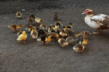 Fototapeta premium Cute fluffy ducklings with mother in farmyard
