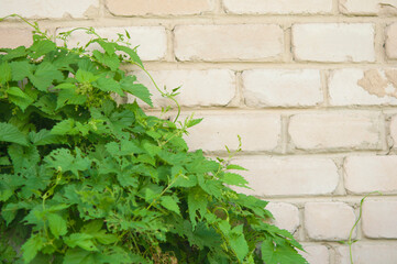 Green curly grapes on a beige brick wall