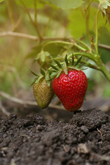 Beautiful strawberry plant with ripe and unripe fruits in garden on sunny day, closeup