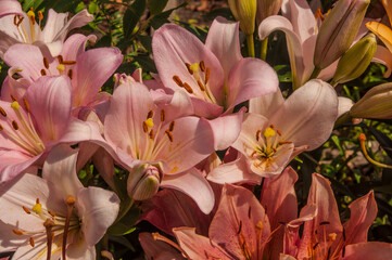 Obraz na płótnie Canvas Lily, beautiful colorful lily in the garden