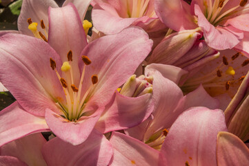 Fototapeta na wymiar Lily, beautiful colorful lily in the garden