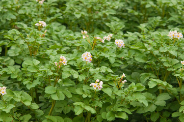 flowering potatoes, flowering potato plantation, sunlight, rays of the evening sun. soft focus, close-up