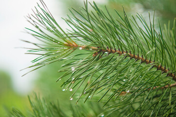 Pine needle with big dewdrops after rain
