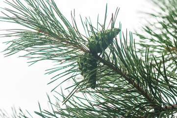 Pine needle with big dewdrops after rain