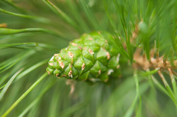 Pine needle with big dewdrops after rain