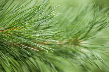 Pine needle with big dewdrops after rain