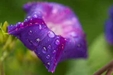 Morning Glory Flower Ipomoea violacea with dew drops