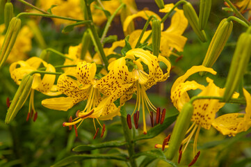 Lily, beautiful colorful lily in the garden