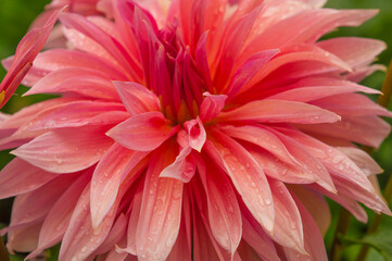 Macro of pink dahlia flower. Beautiful pink daisy flower with pink petals. Chrysanthemum with vibrant petals. Floral close up. Pink aesthetic. Floral pattern. Autumn garden. Romance card.