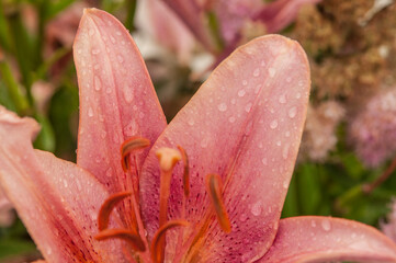 Large and small droplets of water after summer rain on bright petal of a lily flower in nature outdoors, macro, soft focus.