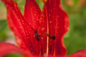 Large and small droplets of water after summer rain on bright petal of a lily flower in nature outdoors, macro, soft focus.