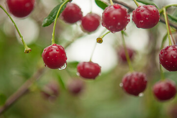 Red cherries covered with raindrops