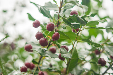 Red cherries covered with raindrops