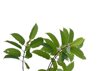 In selective focus a branch of Kratom leaves on white isolated background for green foliage backdrop with copy space