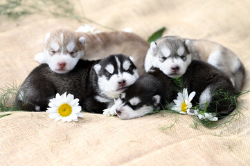 four newborn siberian husky puppies