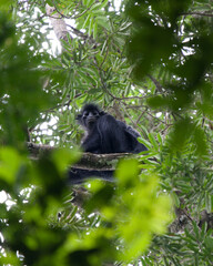 Satanic black colobus in Lope National Park, Gabon. The black colobus is sitting on a tree branch...