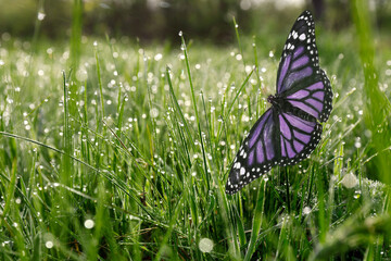 Fresh green grass with morning dew and beautiful butterfly, closeup view