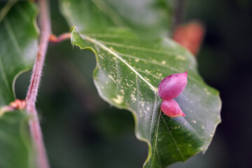 Large growths on a beech leaf.