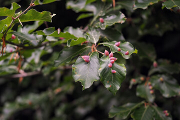 Large growths on a beech leaf.