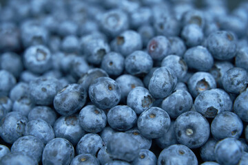 Water drops on ripe sweet blueberry. Vegan and vegetarian concept. Macro texture of blueberry berries. Texture blueberry berries close up. Fresh blueberries background with copy space design template.