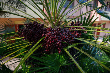 Naklejka na ściany i meble Beautiful palm oil tree with fruits outdoors on sunny day, closeup